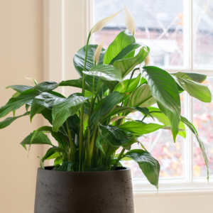 Peace Lily (Spathiphyllum)