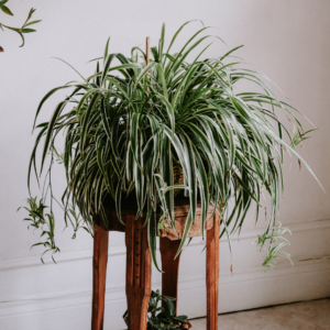 Spider Plant (Chlorophytum comosum)