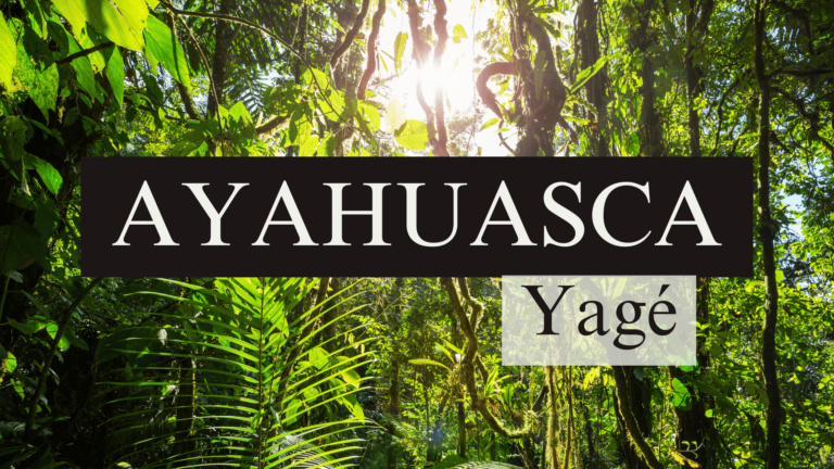 Ayahuasca Yagé